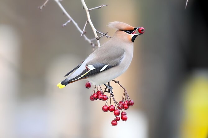 Bird Watching Private Tour in Copenhagen - Key things to know before you go