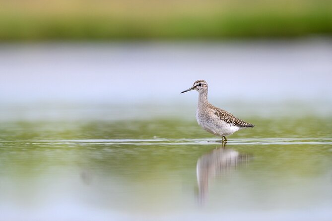 Bird Watching Private Tour in Copenhagen - A private birding outing that actually feels personal