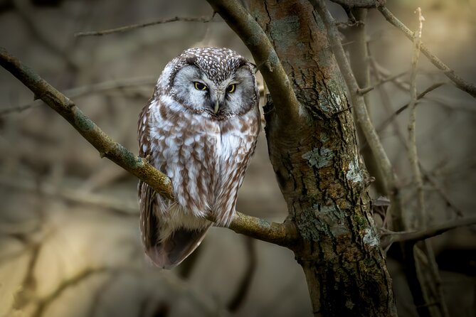Bird Watching Private Tour in Copenhagen - What “half day” looks like in practice