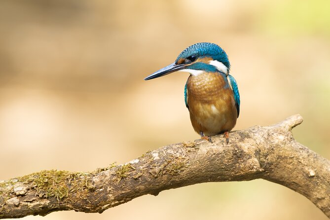 Bird Watching Private Tour in Copenhagen - How Mark-style local knowledge helps you ID birds by sound