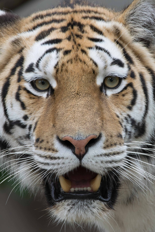 Copenhagen: Copenhagen Zoo Entry Ticket - Copenhagen Zoo in One Day: What You Get for $39