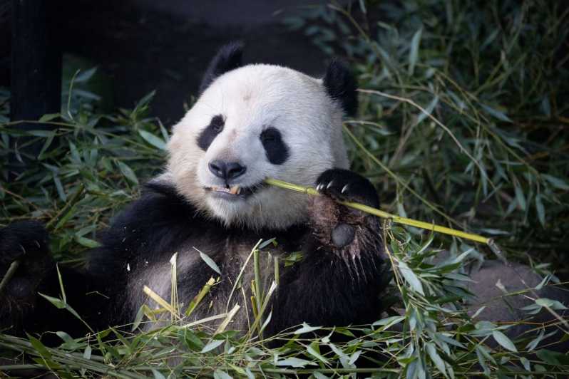 Copenhagen: Copenhagen Zoo Entry Ticket - Panda House: The One Stop You Can Build a Day Around
