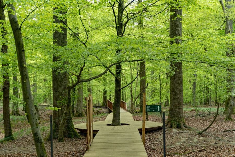 From Copenhagen: Round-Trip to Møns Klint and Forest Tower - Price, value, and what you still need to pay
